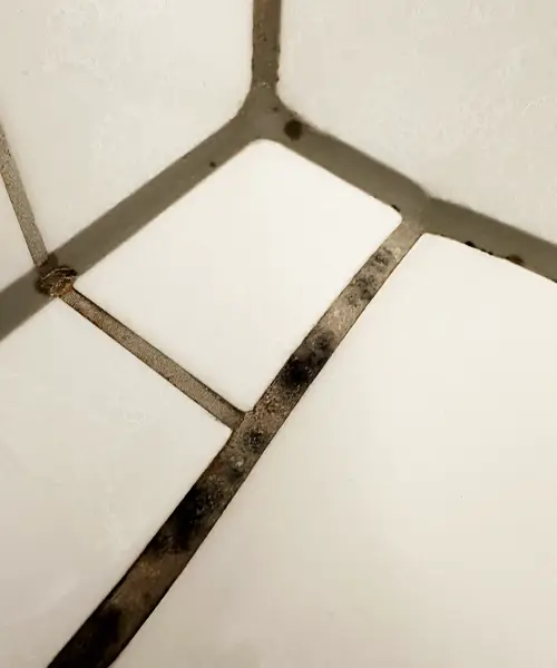 Das Bild zeigt stark verschmutzte Fliesenfugen in einer Badezimmerecke, die mit dunklen Ablagerungen und Schimmelbefall übersät sind. Besonders auffällig ist der schwarze Schimmel entlang der Silikonfugen, der durch Feuchtigkeit, Seifenreste und mangelnde Belüftung entstanden ist. Die betroffenen Fugen sehen verfärbt, unansehnlich und unhygienisch aus, was auf eine dringende Notwendigkeit zur professionellen Fugenreinigung oder Erneuerung hinweist. Schimmel in Fliesenfugen tritt häufig in feuchten Räumen wie Badezimmern, Duschen und Küchen auf und kann gesundheitliche Probleme verursachen. Eine regelmäßige Reinigung mit speziellen Schimmelentfernern oder eine komplette Fugenversiegelung kann helfen, das Problem langfristig zu lösen.